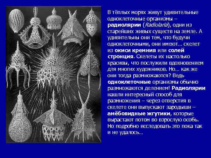 В тёплых морях живут удивительные одноклеточные организмы – радиолярии (Radiolaria), одни из старейших живых