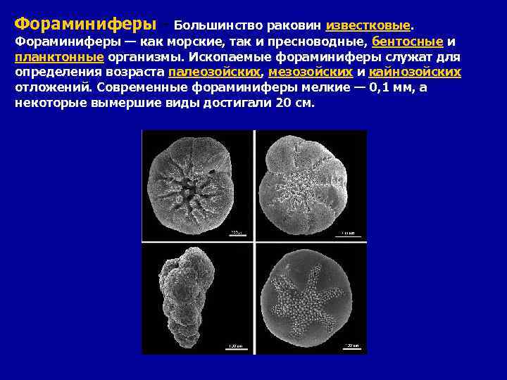 Фораминиферы - Большинство раковин известковые. Фораминиферы — как морские, так и пресноводные, бентосные и