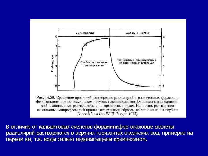 В отличие от кальцитовых скелетов фораминифер опаловые скелеты радиолярий растворяются в верхних горизонтах океанских