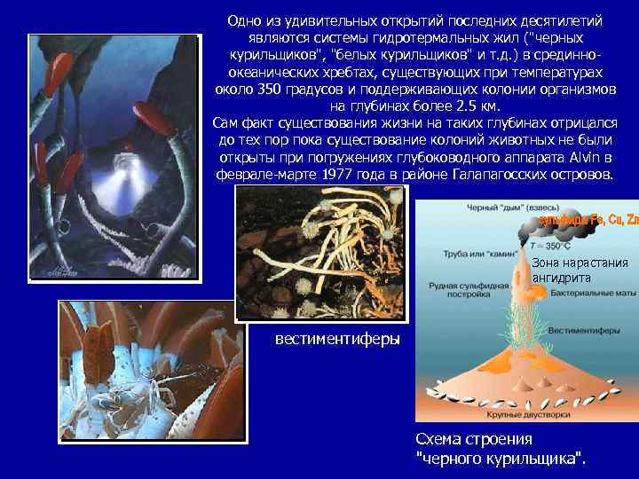 Одно из удивительных открытий последних десятилетий являются системы гидротермальных жил (