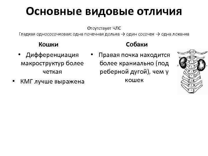 Основные видовые отличия Отсутствует ЧЛС Гладкая однососочковая: одна почечная долька → один сосочек →