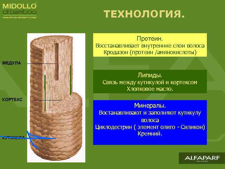 ТЕХНОЛОГИЯ. Протеин. Восстанавливает внутренние слои волоса Кродазон (протеин /аминокислоты) МЕДУЛА Липиды. Связь между кутикулой