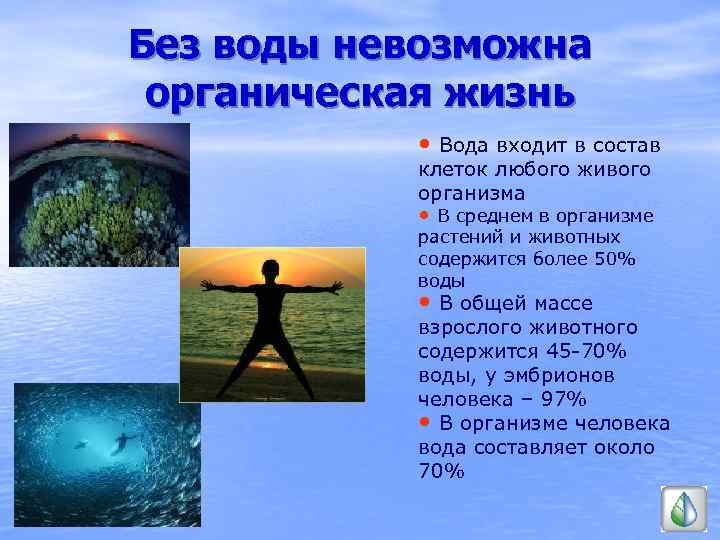 Без воды невозможна органическая жизнь • Вода входит в состав клеток любого живого организма