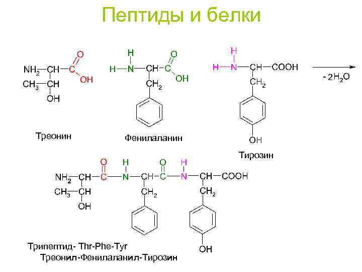 Схема реакции образования трипептида из аминоуксусной кислоты