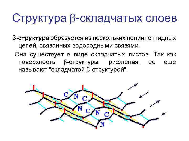 Структура b-складчатых слоев b-структура образуется из нескольких полиипептидных цепей, связанных водородными связями. Она существует