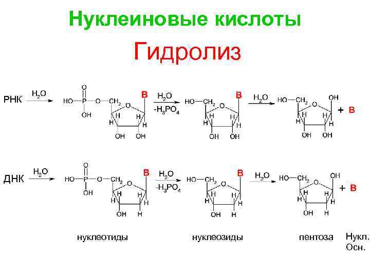 Нуклеиновые кислоты реакции. Продукты гидролиза нуклеиновых кислот. Схема гидролиза нуклеиновых кислот. Гидролиз нуклеиновых кислот уравнение. Продукты щелочного гидролиза РНК.
