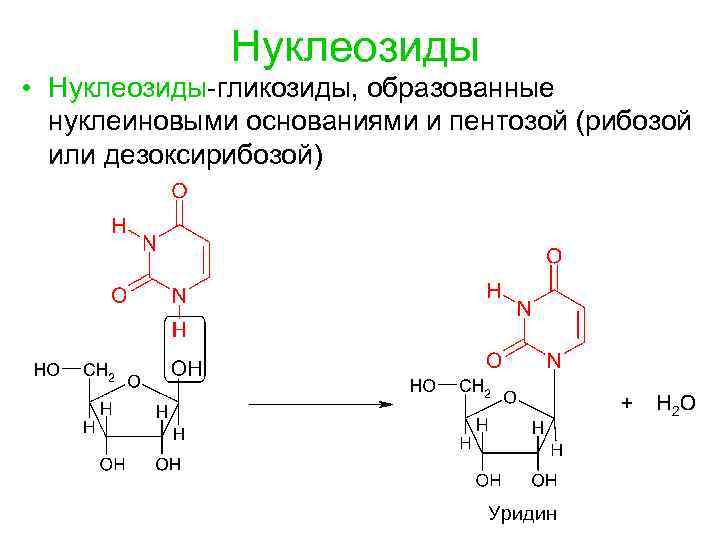 Нуклеозиды • Нуклеозиды-гликозиды, образованные нуклеиновыми основаниями и пентозой (рибозой или дезоксирибозой) Уридин 