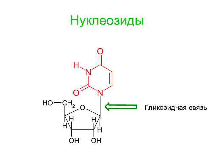 Нуклеозиды Гликозидная связь 