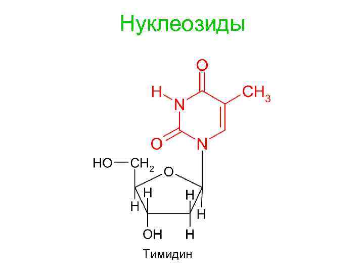 Схема образования тимидина