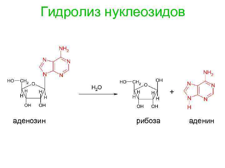 Гидролиз нуклеозидов аденозин рибоза аденин 