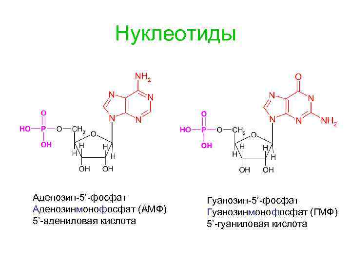 Нуклеотиды Аденозин-5’-фосфат Аденозинмонофосфат (АМФ) 5’-адениловая кислота Гуанозин-5’-фосфат Гуанозинмонофосфат (ГМФ) 5’-гуаниловая кислота 