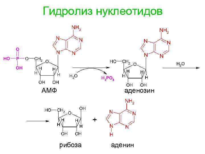 Аденин рибоза три. Аденозин 3 5 монофосфат гидролиз. Аденозин 5 фосфат гидролиз реакция. Гидролиз 5 адениловой кислоты.