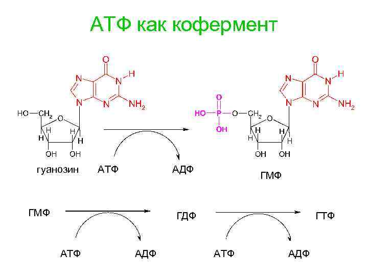 АТФ как кофермент гуанозин АТФ АДФ ГМФ ГДФ АТФ АДФ ГТФ АТФ АДФ 