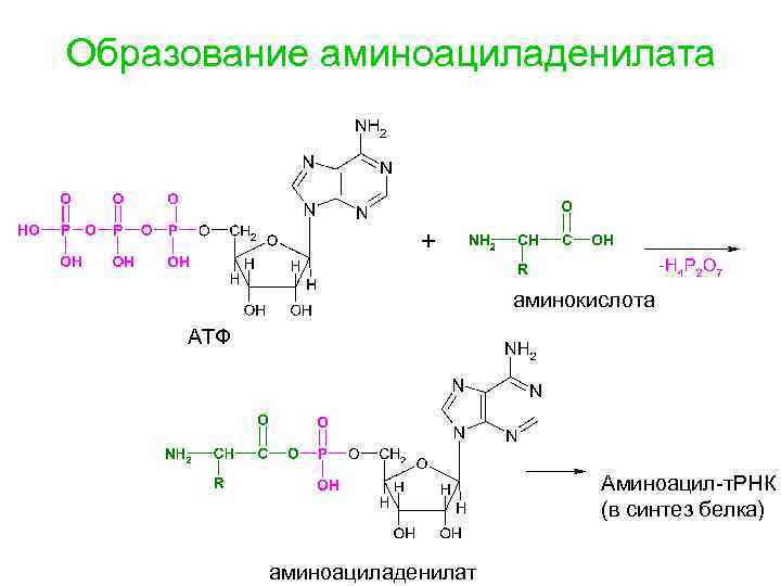 Образование аминоациладенилата аминокислота АТФ Аминоацил-т. РНК (в синтез белка) аминоациладенилат 