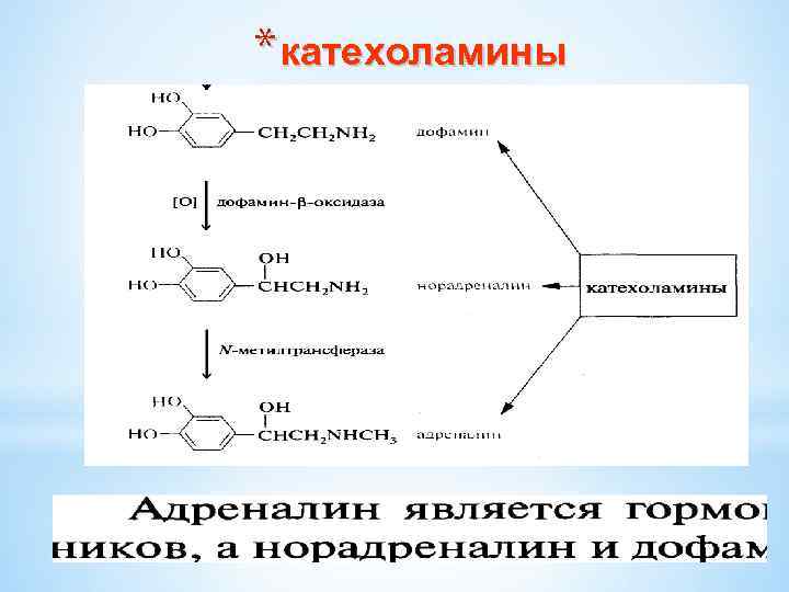* катехоламины 