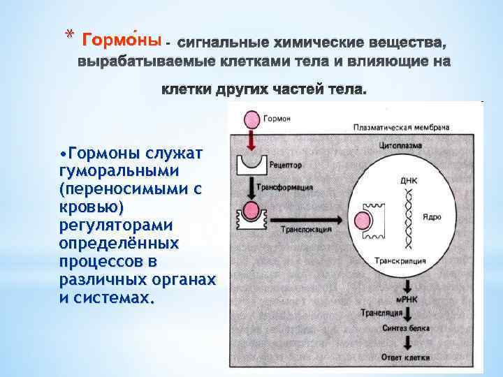 * Гормо ны - сигнальные химические вещества, вырабатываемые клетками тела и влияющие на клетки