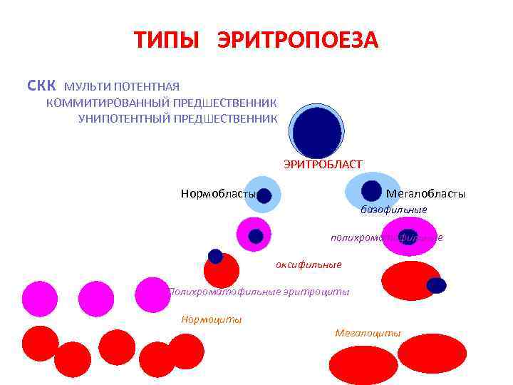 ТИПЫ ЭРИТРОПОЕЗА СКК МУЛЬТИ ПОТЕНТНАЯ КОММИТИРОВАННЫЙ ПРЕДШЕСТВЕННИК УНИПОТЕНТНЫЙ ПРЕДШЕСТВЕННИК ЭРИТРОБЛАСТ Нормобласты: Мегалобласты базофильные полихроматофильные