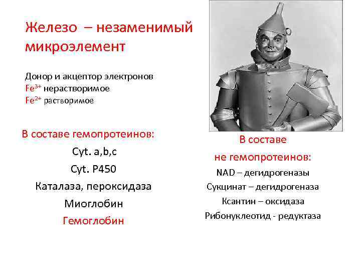 Железо – незаменимый микроэлемент Донор и акцептор электронов Fe 3+ нерастворимое Fe 2+ растворимое