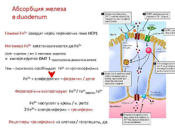 Абсорбция железа в duodenum Гемове Fe 2+ заходит через переносчик гема HCP 1 Негемове