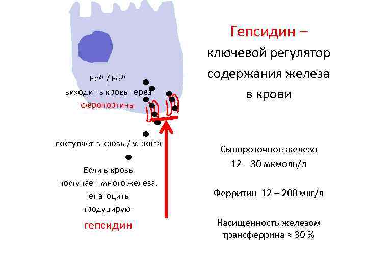 Гепсидин – Fe 2+ / Fe 3+ виходит в кровь через феропортины поступает в