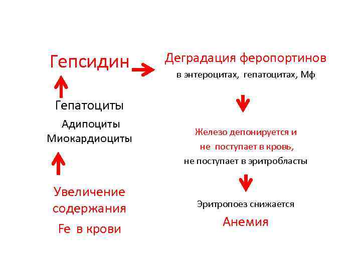 Гепсидин Гепатоциты Адипоциты Миокардиоциты Увеличение содержания Fe в крови Деградация феропортинов в энтероцитах, гепатоцитах,