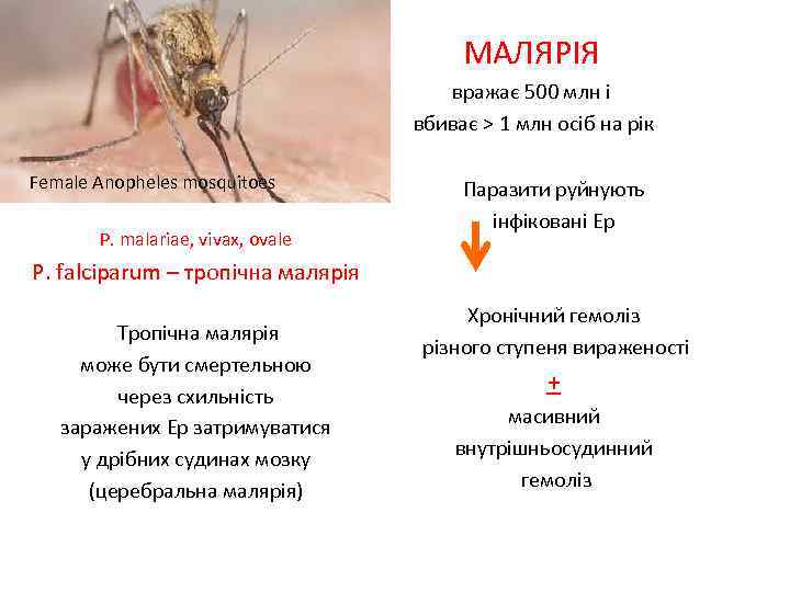 МАЛЯРІЯ вражає 500 млн і вбиває > 1 млн осіб на рік Female Anopheles