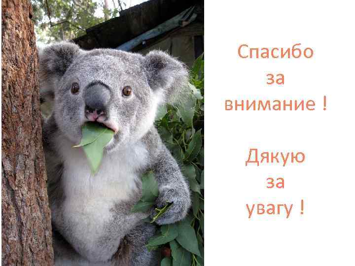 Спасибо за внимание ! Дякую за увагу ! 