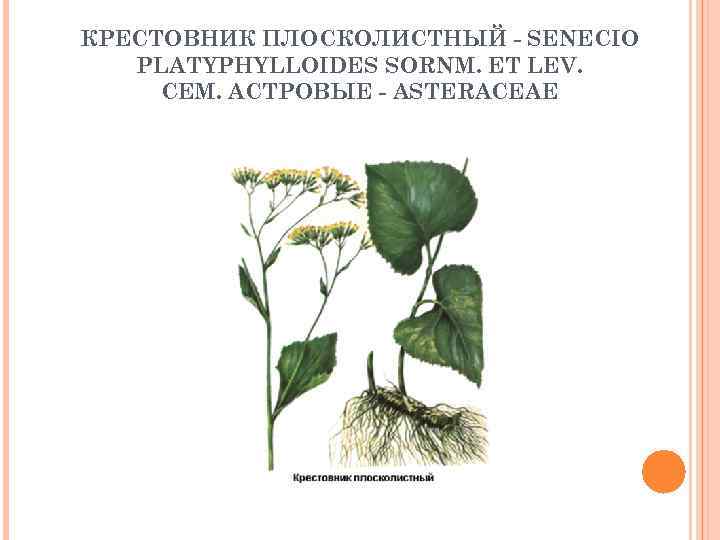 КРЕСТОВНИК ПЛОСКОЛИСТНЫЙ - SENECIO PLATYPHYLLOIDES SORNM. ET LEV. СЕМ. AСТРОВЫЕ - ASTERACEAE 