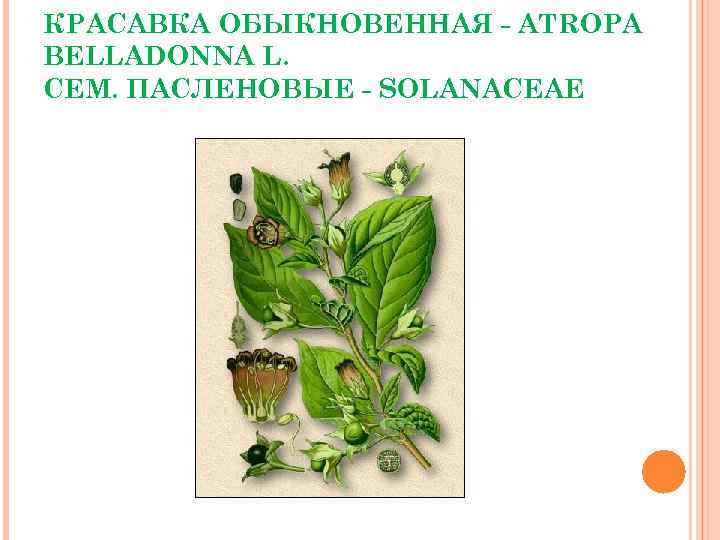 КРАСАВКА ОБЫКНОВЕННАЯ - ATROPA BELLADONNA L. СЕМ. ПАСЛЕНОВЫЕ - SOLANACEAE 