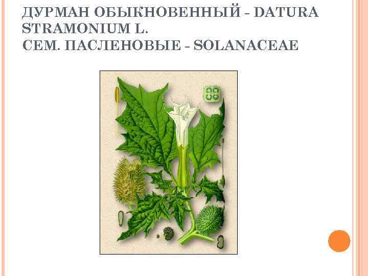 ДУРМАН ОБЫКНОВЕННЫЙ - DATURA STRAMONIUM L. СЕМ. ПАСЛЕНОВЫЕ - SOLANACEAE 