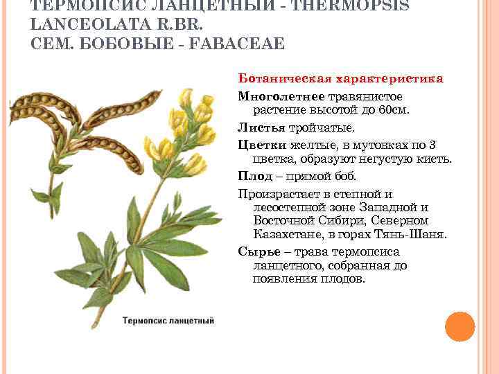 ТЕРМОПСИС ЛАНЦЕТНЫЙ - THERMOPSIS LANCEOLATA R. BR. СЕМ. БОБОВЫЕ - FABACEAE Ботаническая характеристика Многолетнее