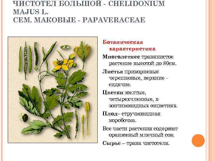 ЧИСТОТЕЛ БОЛЬШОЙ - CHELIDONIUM MAJUS L. СЕМ. МАКОВЫЕ - PAPAVERACEAE Ботаническая характеристика Многолетнее травянистое