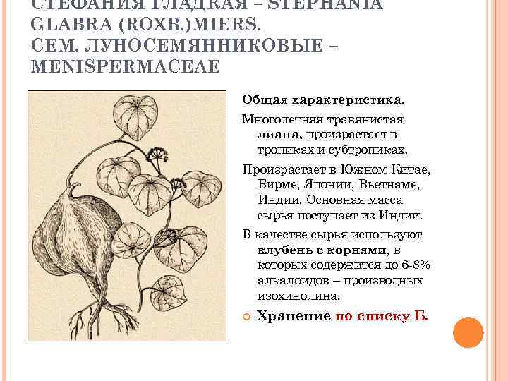 СТЕФАНИЯ ГЛАДКАЯ – STEPHANIA GLABRA (ROXB. )MIERS. CЕМ. ЛУНОСЕМЯННИКОВЫЕ – MENISPERMACEAE Общая характеристика. Многолетняя