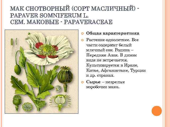 МАК СНОТВОРНЫЙ (СОРТ МАСЛИЧНЫЙ) PAPAVER SOMNIFERUM L. СЕМ. МАКОВЫЕ - PAPAVERACEAE Общая характеристика Растение
