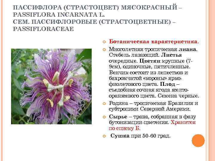 ПАССИФЛОРА (СТРАСТОЦВЕТ) МЯСОКРАСНЫЙ – PASSIFLORA INCARNATA L. СЕМ. ПАССИФЛОРОВЫЕ (СТРАСТОЦВЕТНЫЕ) – PASSIFLORACEAE Ботаническая характеристика.