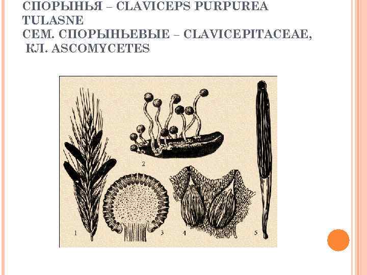 СПОРЫНЬЯ – CLAVICEPS PURPUREA TULASNE СЕМ. СПОРЫНЬЕВЫЕ – CLAVICEPITACEAE, КЛ. ASCOMYCETES 