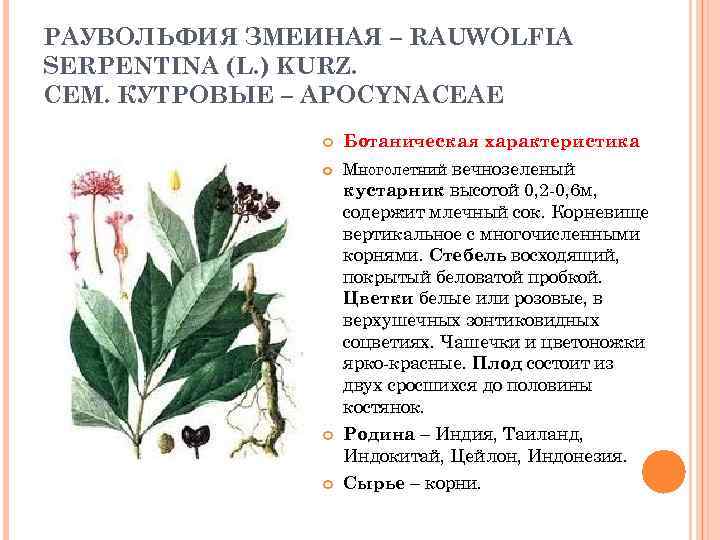 РАУВОЛЬФИЯ ЗМЕИНАЯ – RAUWOLFIA SERPENTINA (L. ) KURZ. CЕМ. КУТРОВЫЕ – APOCYNACEAE Ботаническая характеристика