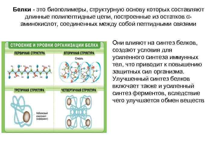 Белки это биополимеры, структурную основу которых составляют длинные полипептидные цепи, построенные из остатков α