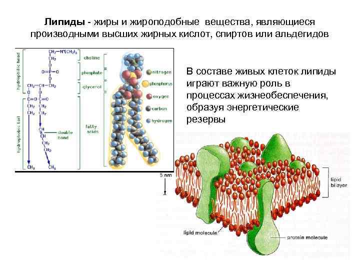 Липиды жиры и жироподобные вещества, являющиеся производными высших жирных кислот, спиртов или альдегидов В