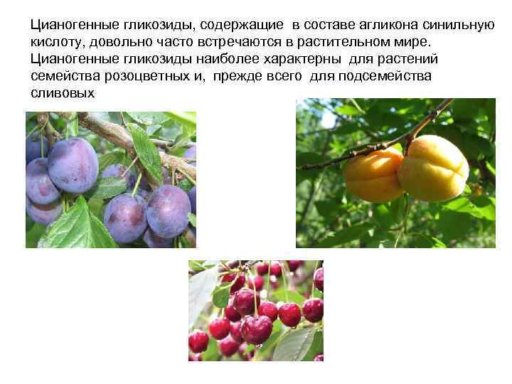 Цианогенные гликозиды, содержащие в составе агликона синильную кислоту, довольно часто встречаются в растительном мире.
