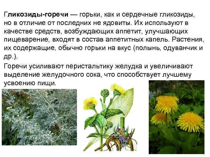Гликозиды-горечи — горьки, как и сердечные гликозиды, но в отличие от последних не ядовиты.