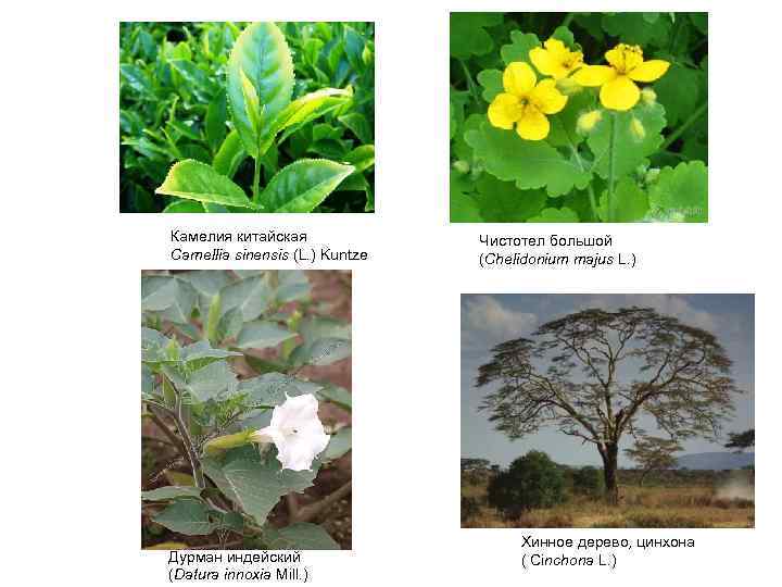 Камелия китайская Camellia sinensis (L. ) Kuntze Дурман индейский (Datura innoxia Mill. ) Чистотел