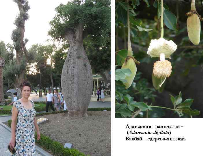 Адансония пальчатая (Adansonia digitata) Баобаб – «дерево-аптека» 