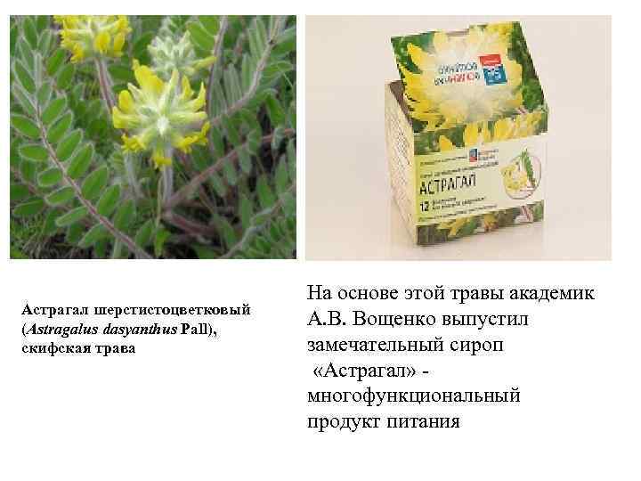 Астрагал шерстистоцветковый (Astragalus dasyanthus Pall), скифская трава На основе этой травы академик А. В.