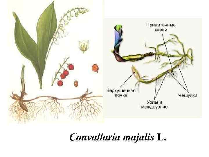 Convallaria majalis L. 