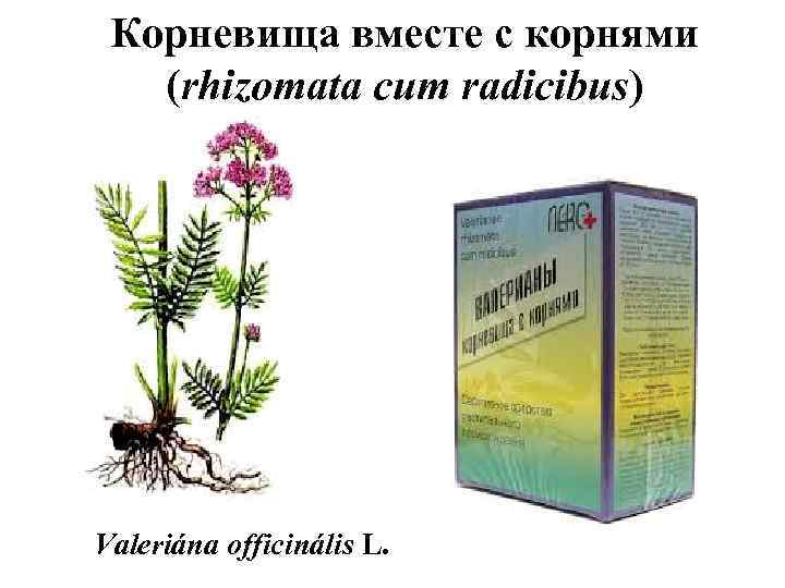 Корневища вместе с корнями (rhizomata cum radicibus) Valeriána officinális L. 