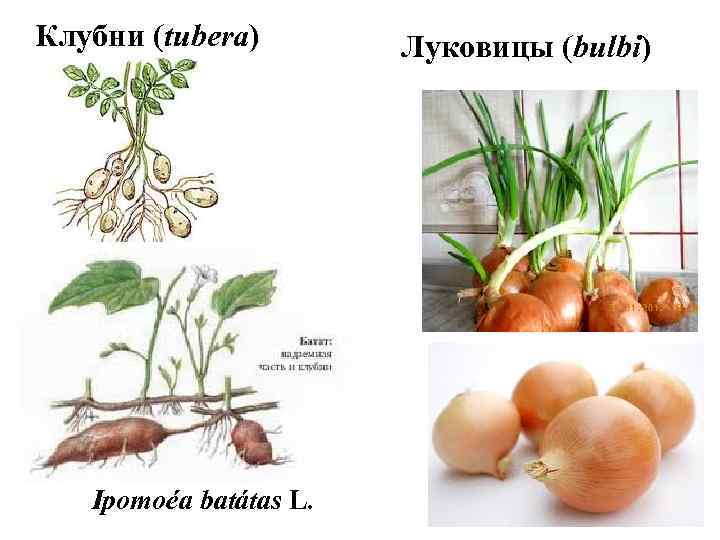 Клубни (tubera) Ipomoéa batátas L. Луковицы (bulbi) 