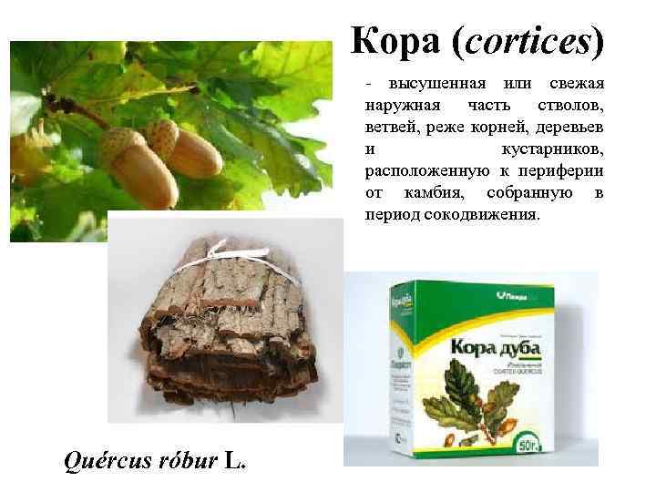 Кора (cortices) - высушенная или свежая наружная часть стволов, ветвей, реже корней, деревьев и