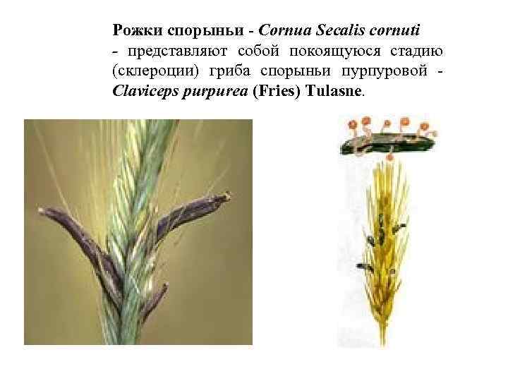 Рожки спорыньи - Cornua Secalis cornuti - представляют собой покоящуюся стадию (склероции) гриба спорыньи