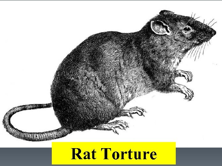 Rat Torture 
